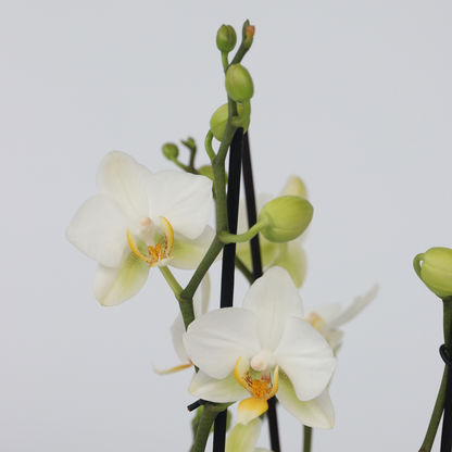 Phalaenopsis Schmetterlingsorchidee - Phalaenopsis Multiflora - Höhe 35-45Cm - ⌀12Cm 