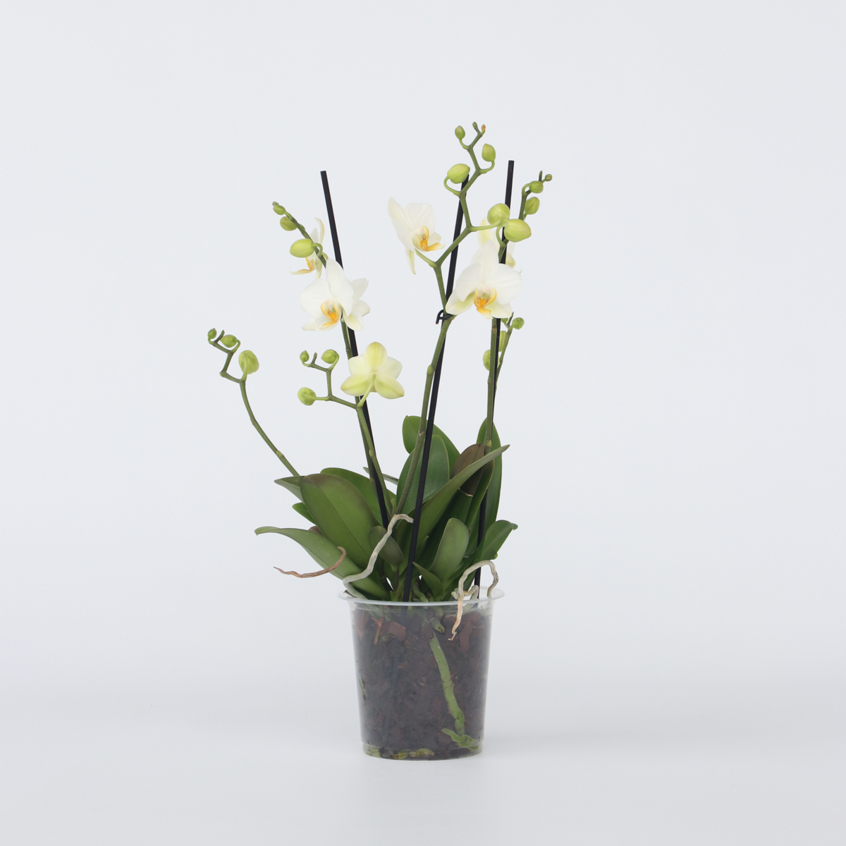 Phalaenopsis Schmetterlingsorchidee - Phalaenopsis Multiflora - Höhe 35-45Cm - ⌀12Cm 