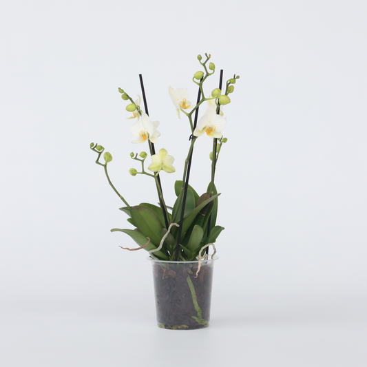 Phalaenopsis Schmetterlingsorchidee - Phalaenopsis Multiflora - Höhe 35-45Cm - ⌀12Cm 