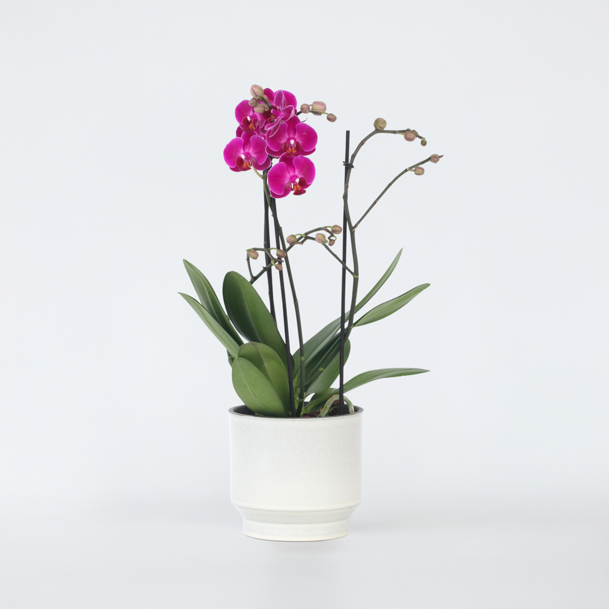 Phalaenopsis Schmetterlingsorchidee - Phalaenopsis Multiflora - Höhe 35-45Cm - ⌀12Cm 