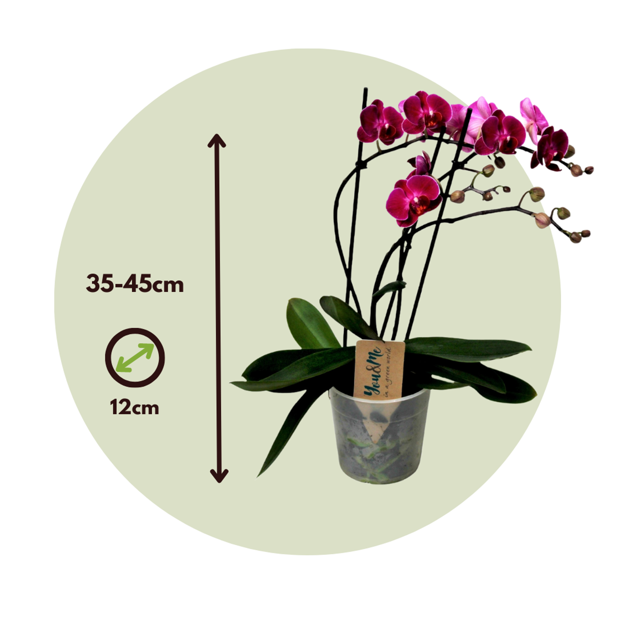 Phalaenopsis Schmetterlingsorchidee - Phalaenopsis Multiflora - Höhe 35-45Cm - ⌀12Cm 