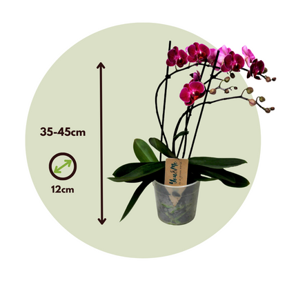 Phalaenopsis Schmetterlingsorchidee - Phalaenopsis Multiflora - Höhe 35-45Cm - ⌀12Cm 