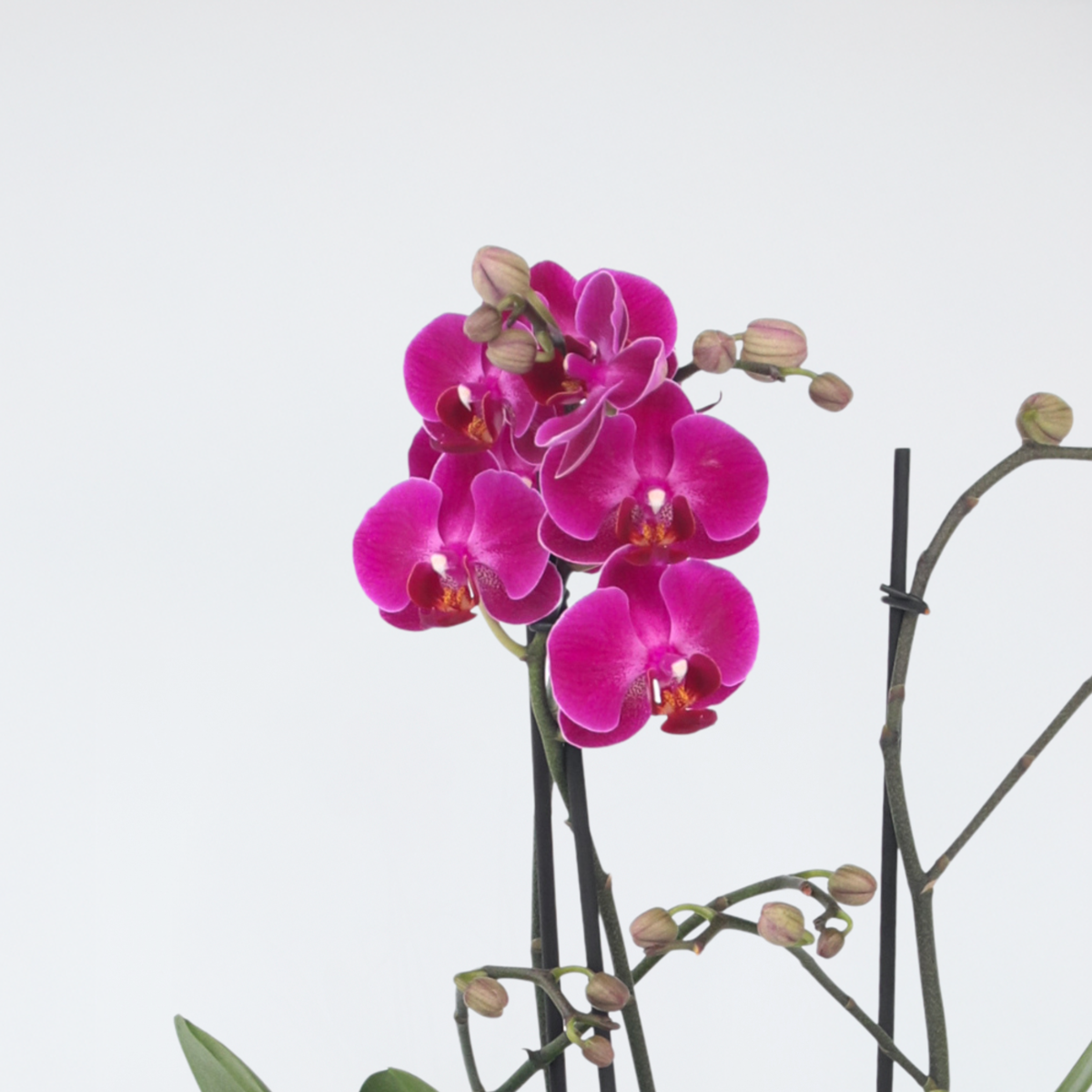 Phalaenopsis Schmetterlingsorchidee - Phalaenopsis Multiflora - Höhe 35-45Cm - ⌀12Cm 