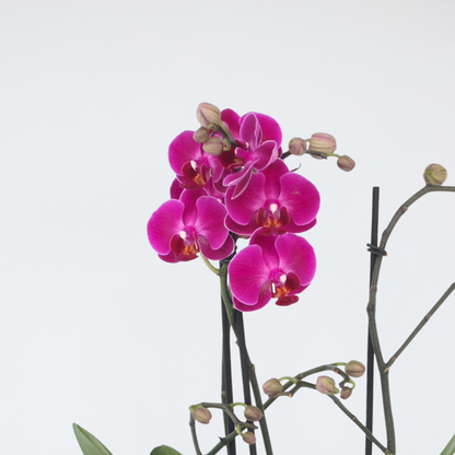 Phalaenopsis Schmetterlingsorchidee - Phalaenopsis Multiflora - Höhe 35-45Cm - ⌀12Cm 
