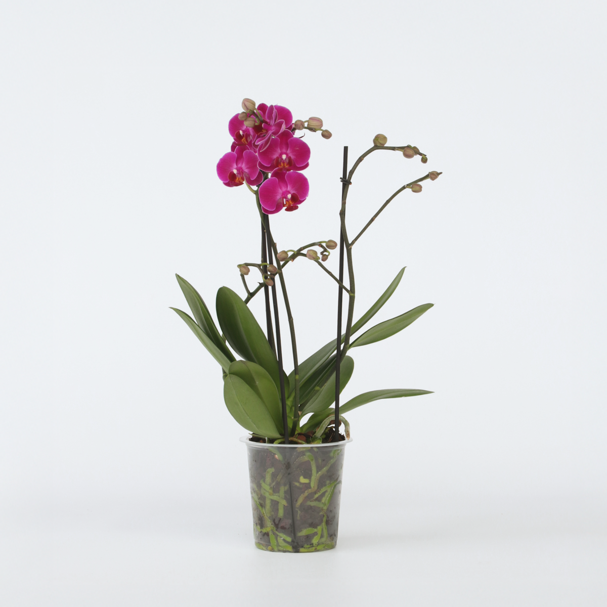 Phalaenopsis Schmetterlingsorchidee - Phalaenopsis Multiflora - Höhe 35-45Cm - ⌀12Cm 