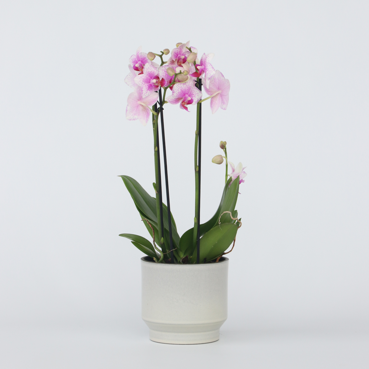 Phalaenopsis Schmetterlingsorchidee - Phalaenopsis Multiflora - Höhe 35-45Cm - ⌀12Cm 