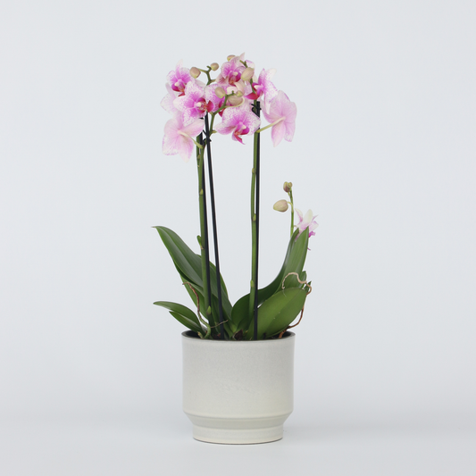 Phalaenopsis Schmetterlingsorchidee - Phalaenopsis Multiflora - Höhe 35-45Cm - ⌀12Cm 