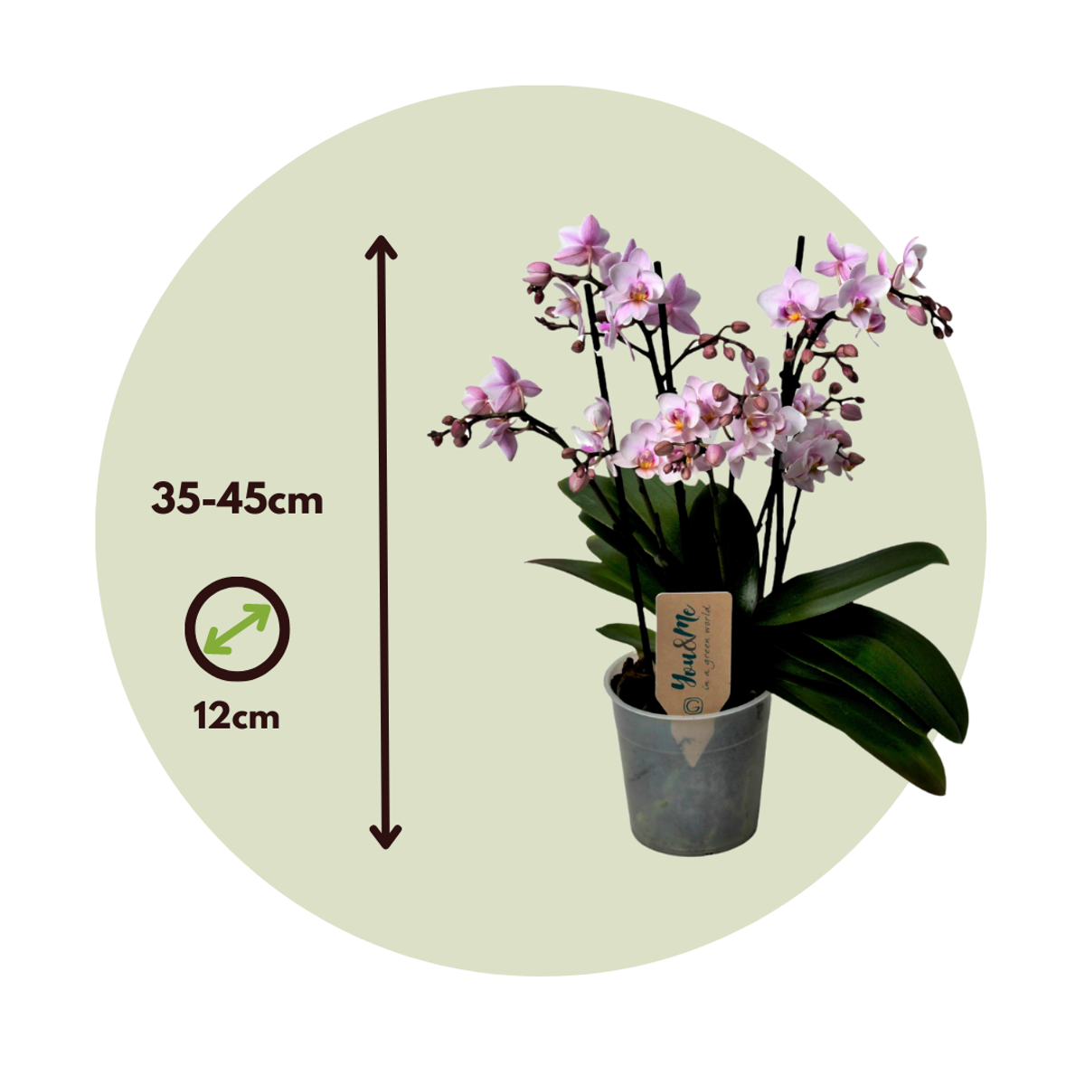 Phalaenopsis Schmetterlingsorchidee - Phalaenopsis Multiflora - Höhe 35-45Cm - ⌀12Cm 