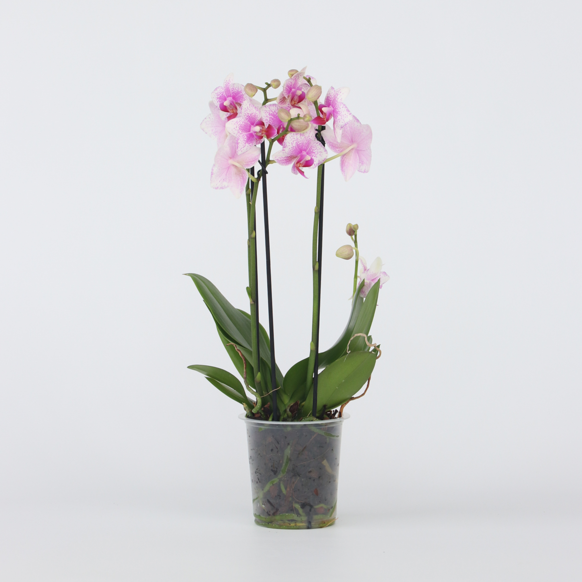 Phalaenopsis Schmetterlingsorchidee - Phalaenopsis Multiflora - Höhe 35-45Cm - ⌀12Cm 