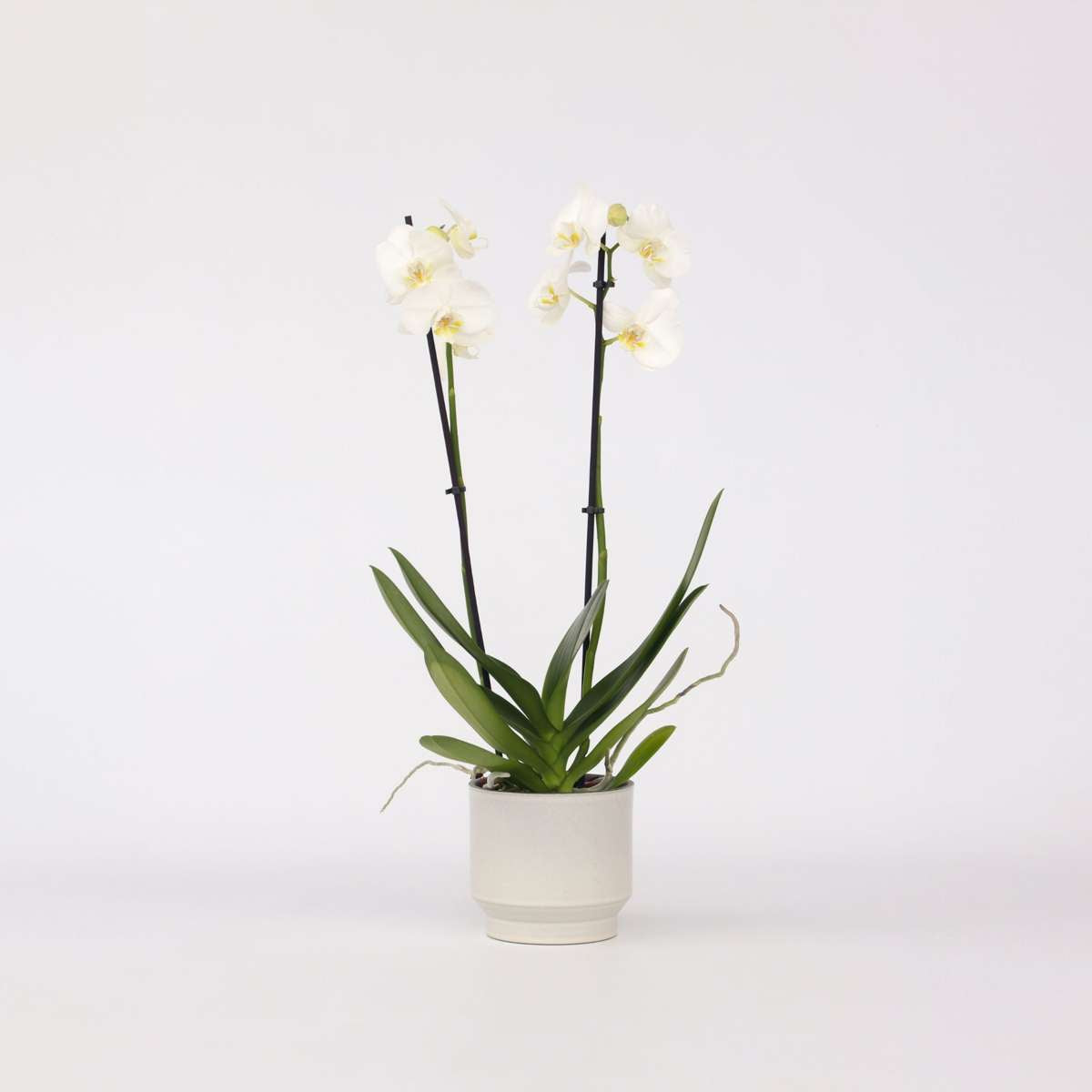 Phalaenopsis Schmetterlingsorchidee - Phalaenopsis - Höhe 50-60Cm - ⌀12Cm 