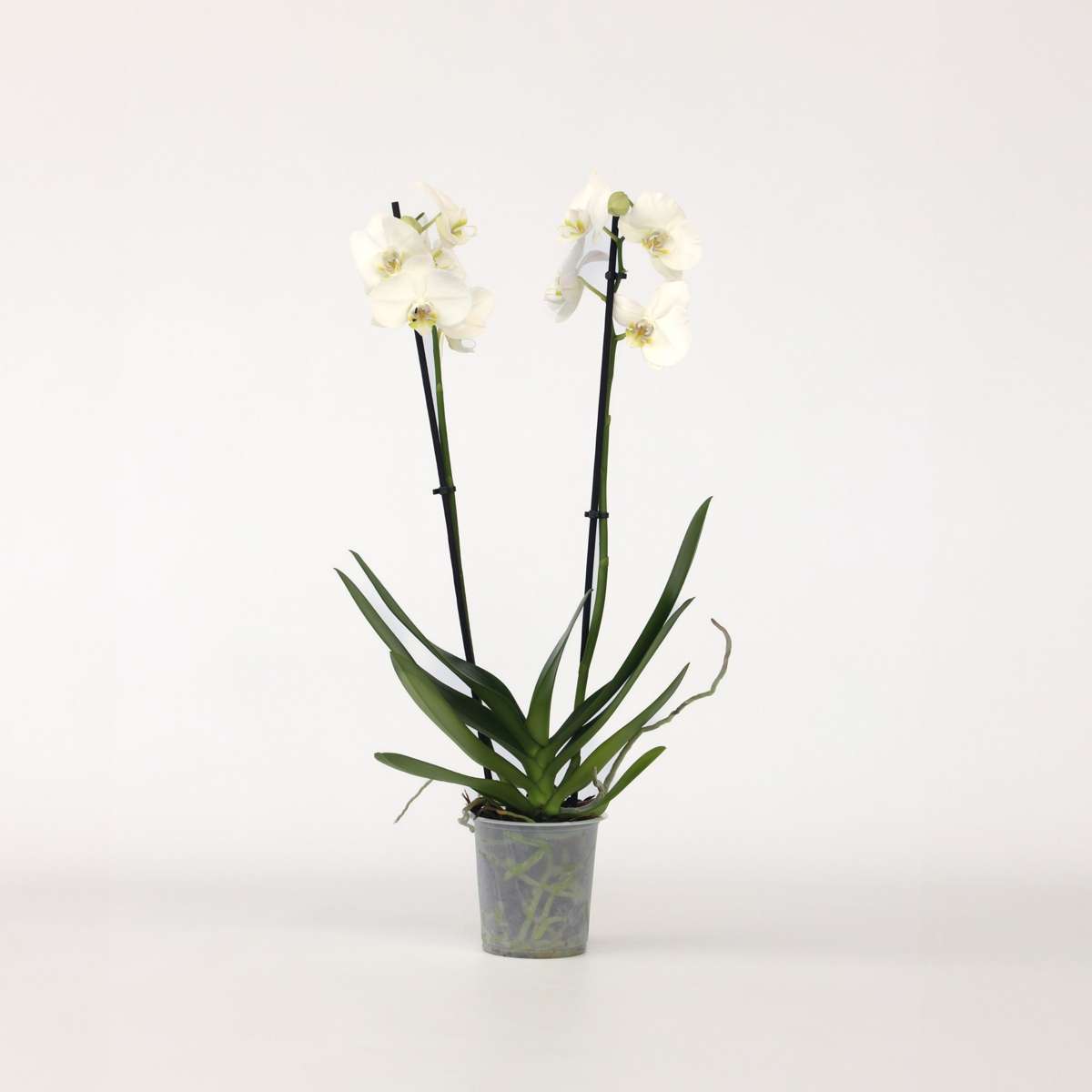 Phalaenopsis Schmetterlingsorchidee - Phalaenopsis - Höhe 50-60Cm - ⌀12Cm 