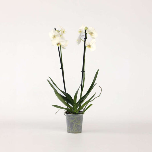 Phalaenopsis Schmetterlingsorchidee - Phalaenopsis - Höhe 50-60Cm - ⌀12Cm 