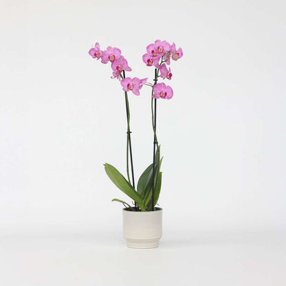 Phalaenopsis Schmetterlingsorchidee - Phalaenopsis - Höhe 50-60Cm - ⌀12Cm 