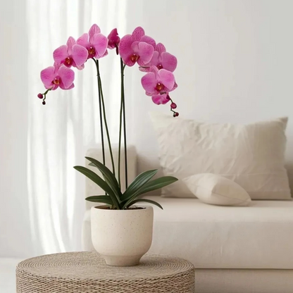 Phalaenopsis Schmetterlingsorchidee - Phalaenopsis - Höhe 50-60Cm - ⌀12Cm 