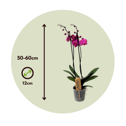Phalaenopsis Schmetterlingsorchidee - Phalaenopsis - Höhe 50-60Cm - ⌀12Cm 