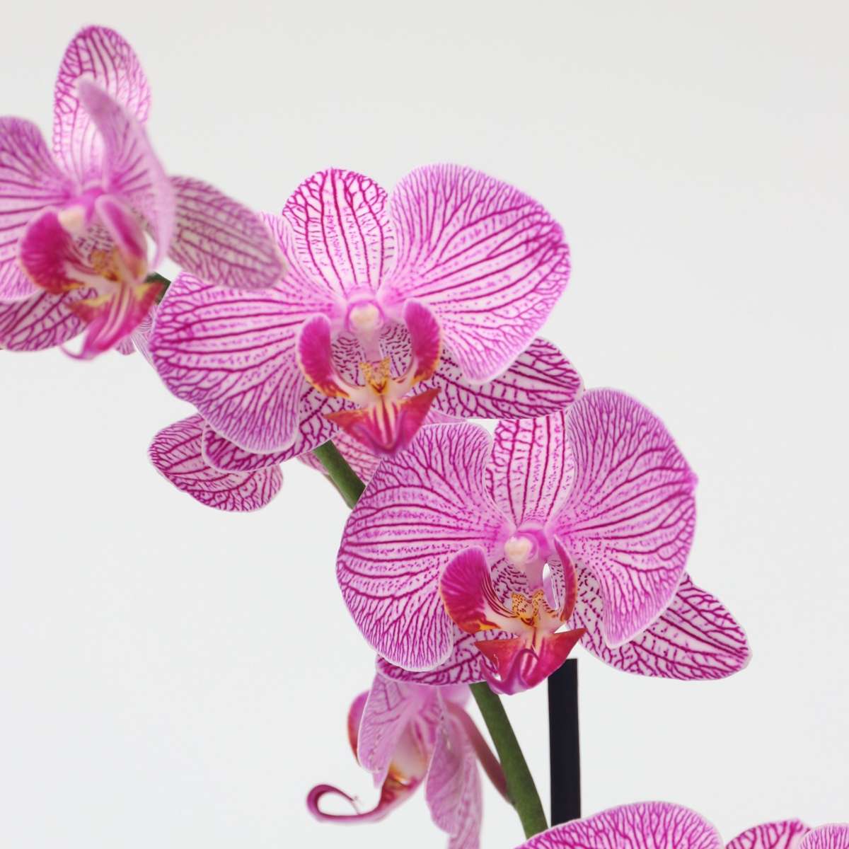 Phalaenopsis Schmetterlingsorchidee - Phalaenopsis - Höhe 50-60Cm - ⌀12Cm 