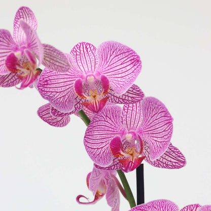 Phalaenopsis Schmetterlingsorchidee - Phalaenopsis - Höhe 50-60Cm - ⌀12Cm 