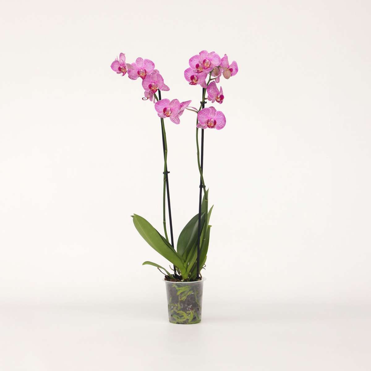 Phalaenopsis Schmetterlingsorchidee - Phalaenopsis - Höhe 50-60Cm - ⌀12Cm 