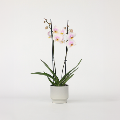 Phalaenopsis Schmetterlingsorchidee - Phalaenopsis - Höhe 50-60Cm - ⌀12Cm 