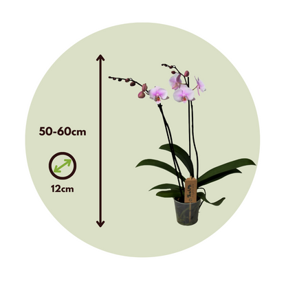 Phalaenopsis Schmetterlingsorchidee - Phalaenopsis - Höhe 50-60Cm - ⌀12Cm 