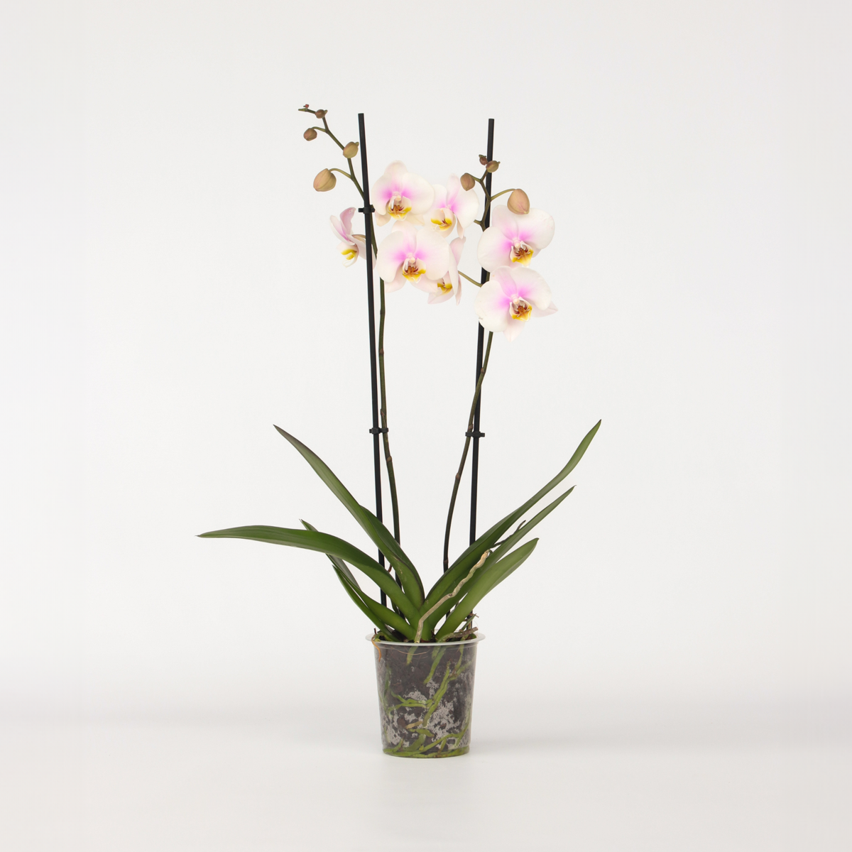 Phalaenopsis Schmetterlingsorchidee - Phalaenopsis - Höhe 50-60Cm - ⌀12Cm 