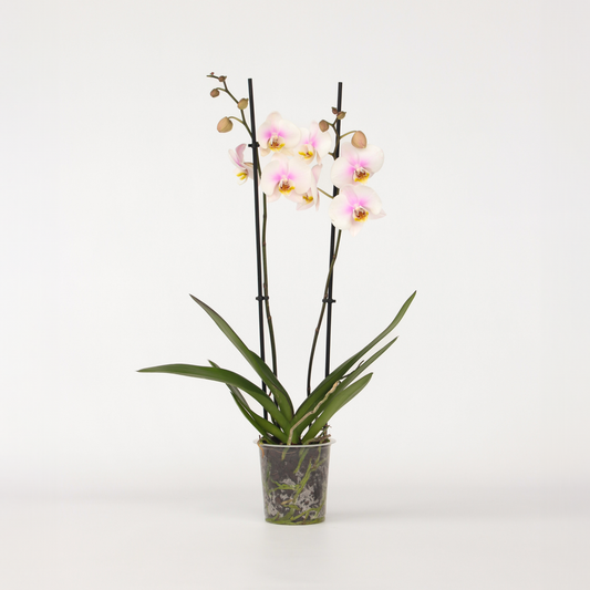 Phalaenopsis Schmetterlingsorchidee - Phalaenopsis - Höhe 50-60Cm - ⌀12Cm 