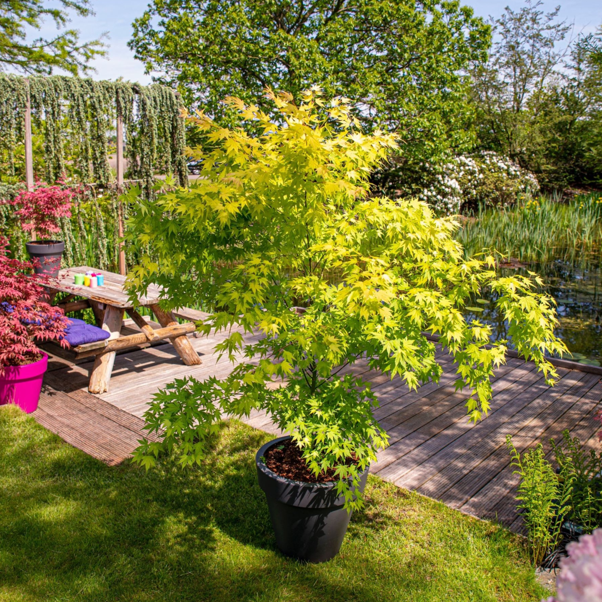 Japanese Maples Japanischer Ahorn - 2 Stk - Acer Palmatum 'Orange Lace' - Höhe 60-70Cm - ⌀19Cm 