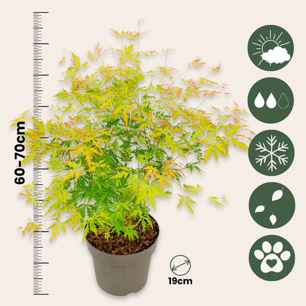 Japanese Maples Japanischer Ahorn - 2 Stk - Acer Palmatum 'Orange Lace' - Höhe 60-70Cm - ⌀19Cm 
