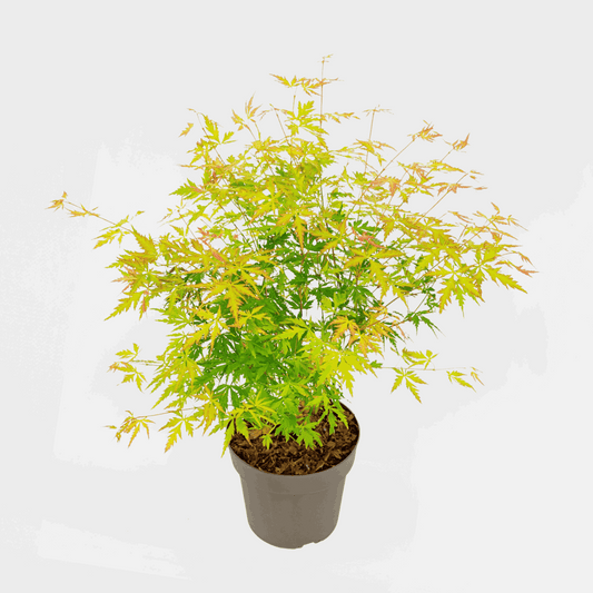 Japanese Maples Japanischer Ahorn - Acer Palmatum 'Orange Lace' - Höhe 60-70Cm - ⌀19Cm 