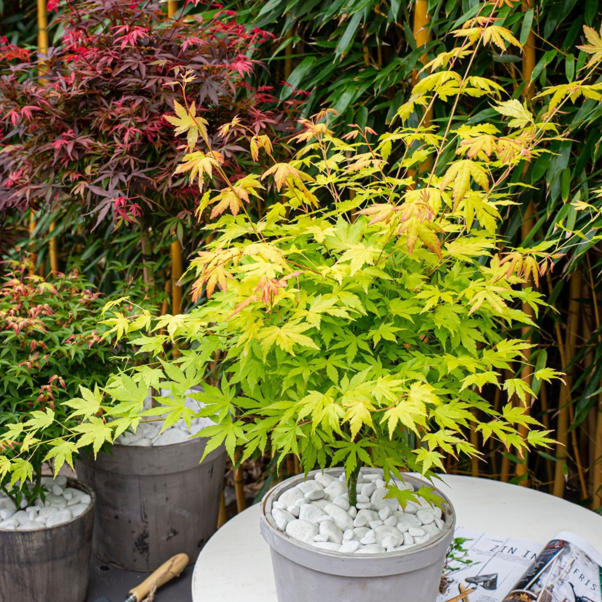 Japanese Maples Japanischer Ahorn - Acer Palmatum 'Orange Lace' - Höhe 60-70Cm - ⌀19Cm 