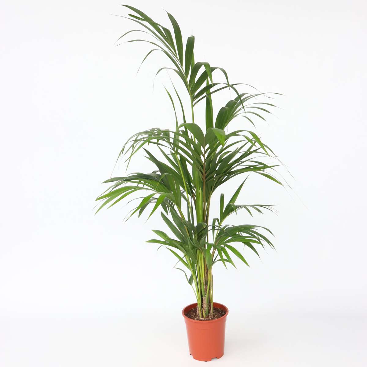 Indoor Palms Kentia Palme - Howea Forsteriana - Höhe 130-140Cm - ⌀21Cm 