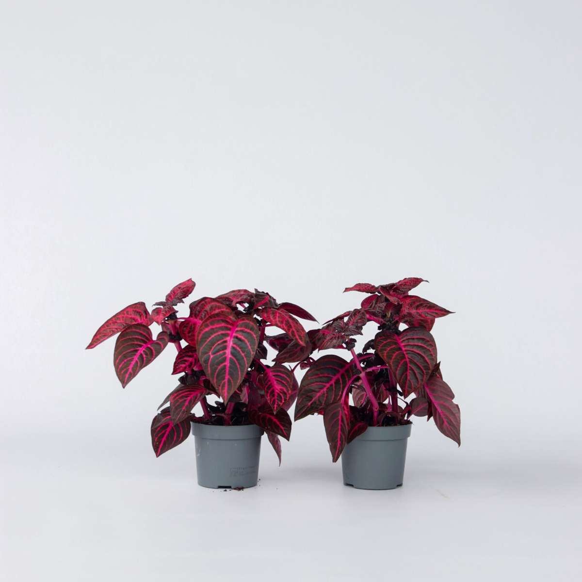 Other Green Houseplants Blutblatt - 2 Stk - Iresine Herbstii - Höhe 20-30Cm - ⌀13Cm 