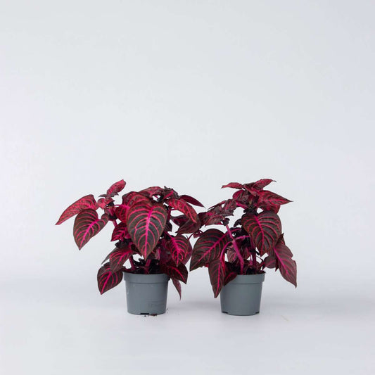 Other Green Houseplants Blutblatt - 2 Stk - Iresine Herbstii - Höhe 20-30Cm - ⌀13Cm 