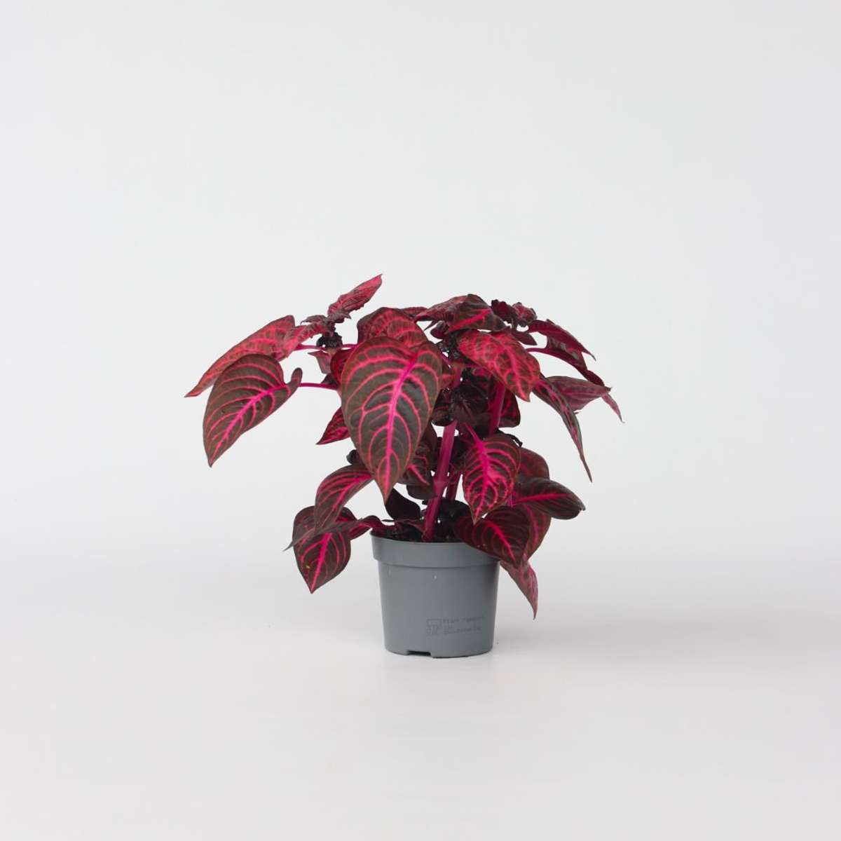 Other Green Houseplants Blutblatt - Iresine Herbstii - Höhe 20-30Cm - ⌀13Cm 