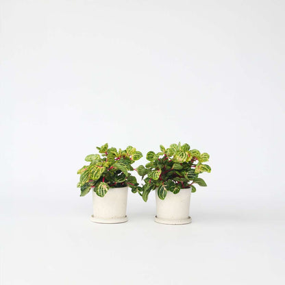 Other Green Houseplants Blutblatt - 2 Stk - Iresine Herbstii - Höhe 20-30Cm - ⌀13Cm 