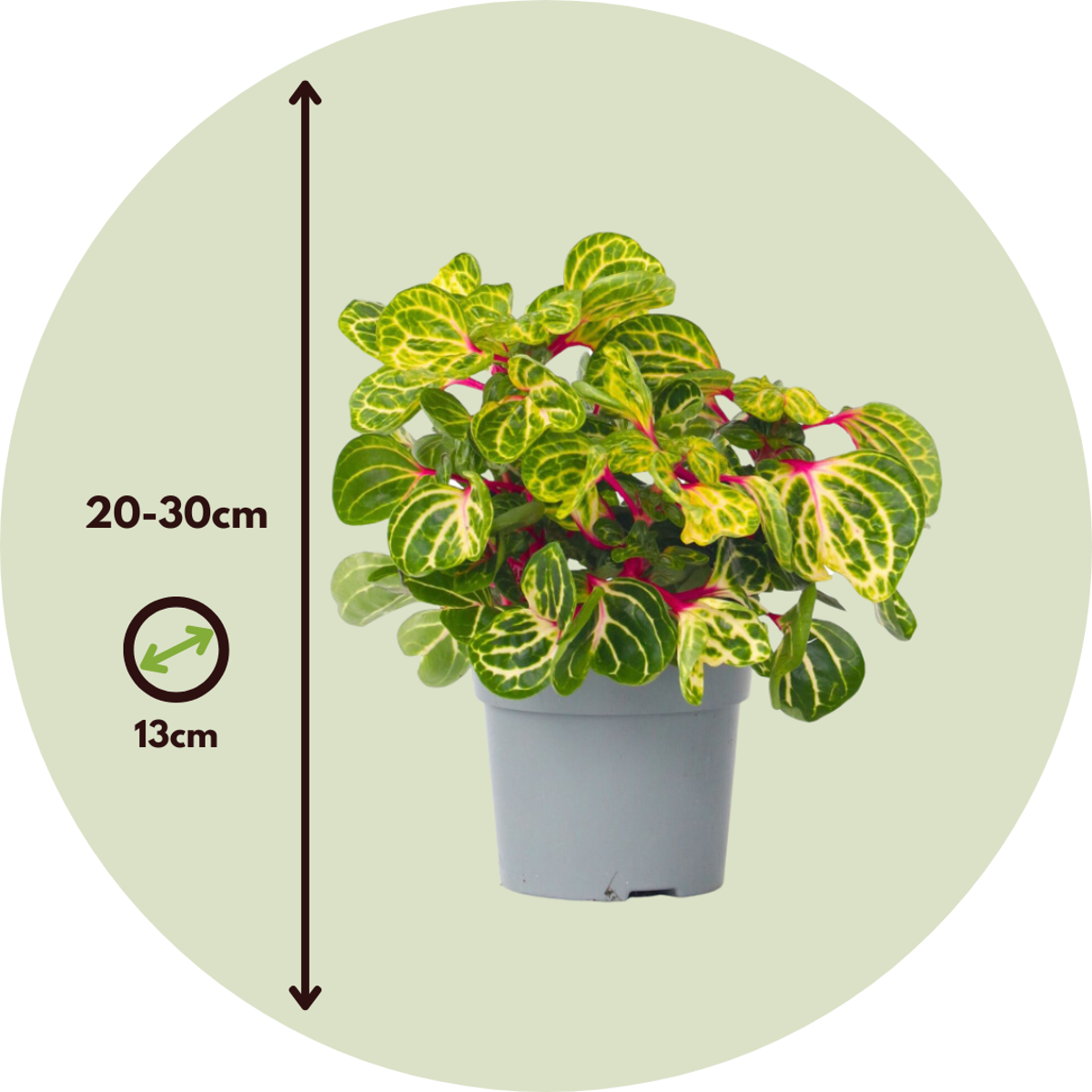 Other Green Houseplants Blutblatt - 2 Stk - Iresine Herbstii - Höhe 20-30Cm - ⌀13Cm 