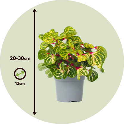 Other Green Houseplants Blutblatt - 2 Stk - Iresine Herbstii - Höhe 20-30Cm - ⌀13Cm 