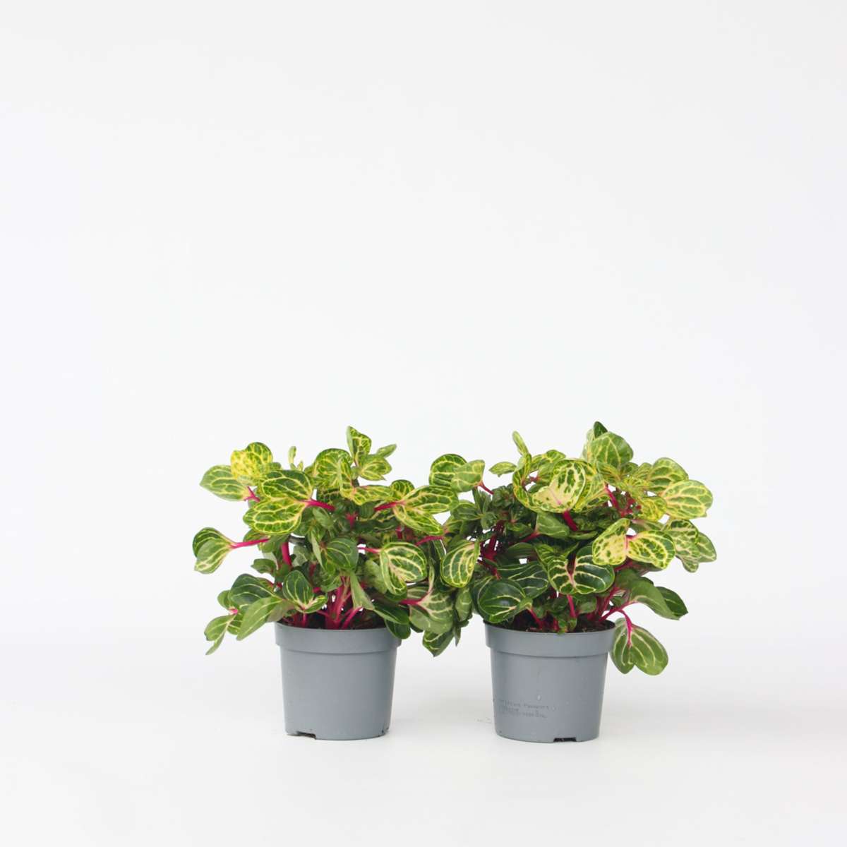Other Green Houseplants Blutblatt - 2 Stk - Iresine Herbstii - Höhe 20-30Cm - ⌀13Cm 