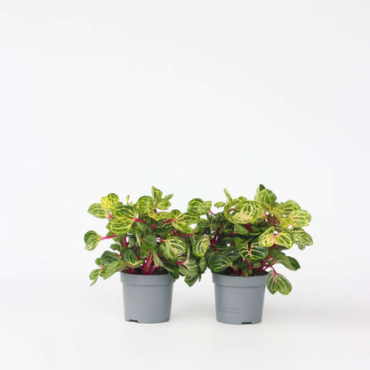 Other Green Houseplants Blutblatt - 2 Stk - Iresine Herbstii - Höhe 20-30Cm - ⌀13Cm 