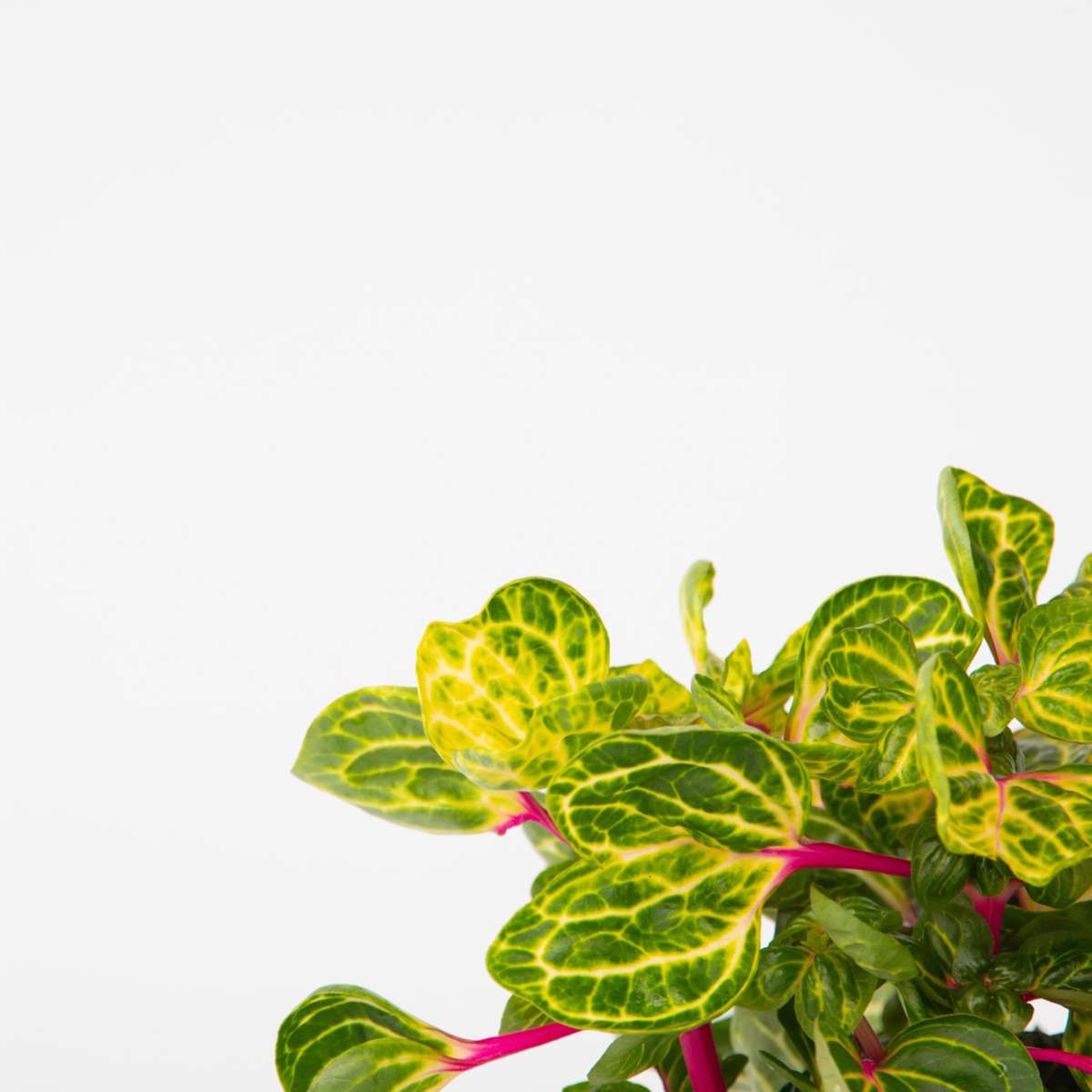 Other Green Houseplants Blutblatt - Iresine Herbstii - Höhe 20-30Cm - ⌀13Cm 