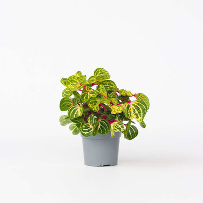 Other Green Houseplants Blutblatt - Iresine Herbstii - Höhe 20-30Cm - ⌀13Cm 
