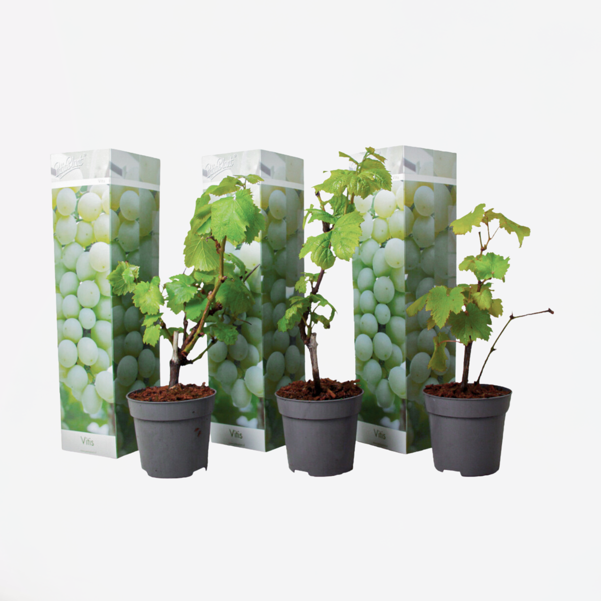 Fruit Trees Traubenpflanze - 3 Stk - Vitis Vinifera 'Chardonnay' - Höhe 25-40Cm - ⌀9Cm 