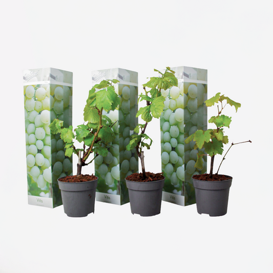 Fruit Trees Traubenpflanze - 3 Stk - Vitis Vinifera 'Chardonnay' - Höhe 25-40Cm - ⌀9Cm 