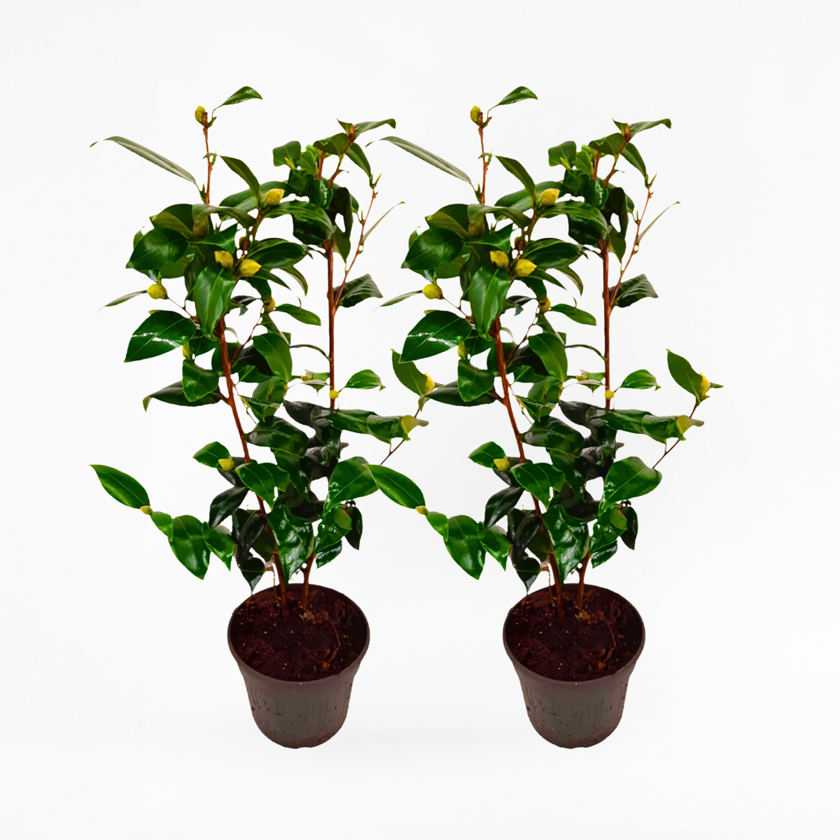 Roses Japanische Rose - 2 Stk - Camellia Japonica 'Brush Field' - Höhe 50-60Cm - ⌀15Cm 