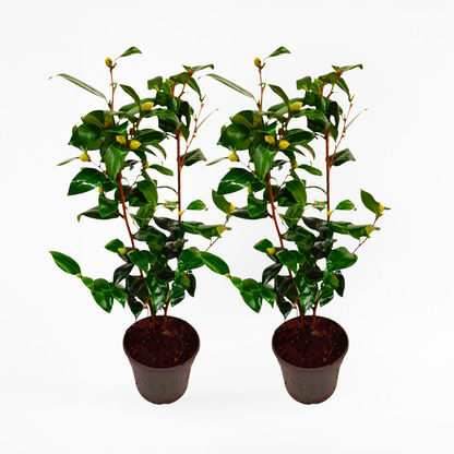 Roses Japanische Rose - 2 Stk - Camellia Japonica 'Brush Field' - Höhe 50-60Cm - ⌀15Cm 