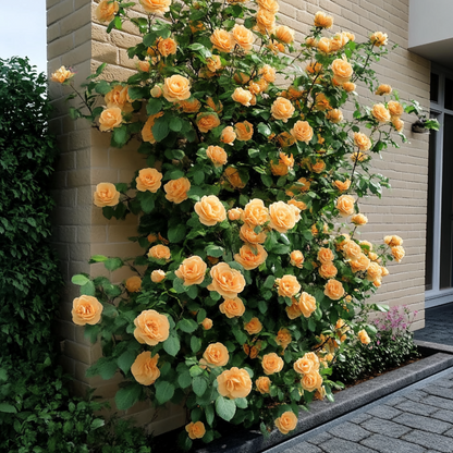 Roses Japanische Rose - 2 Stk - Camellia Japonica 'Brush Field' - Höhe 50-60Cm - ⌀15Cm 