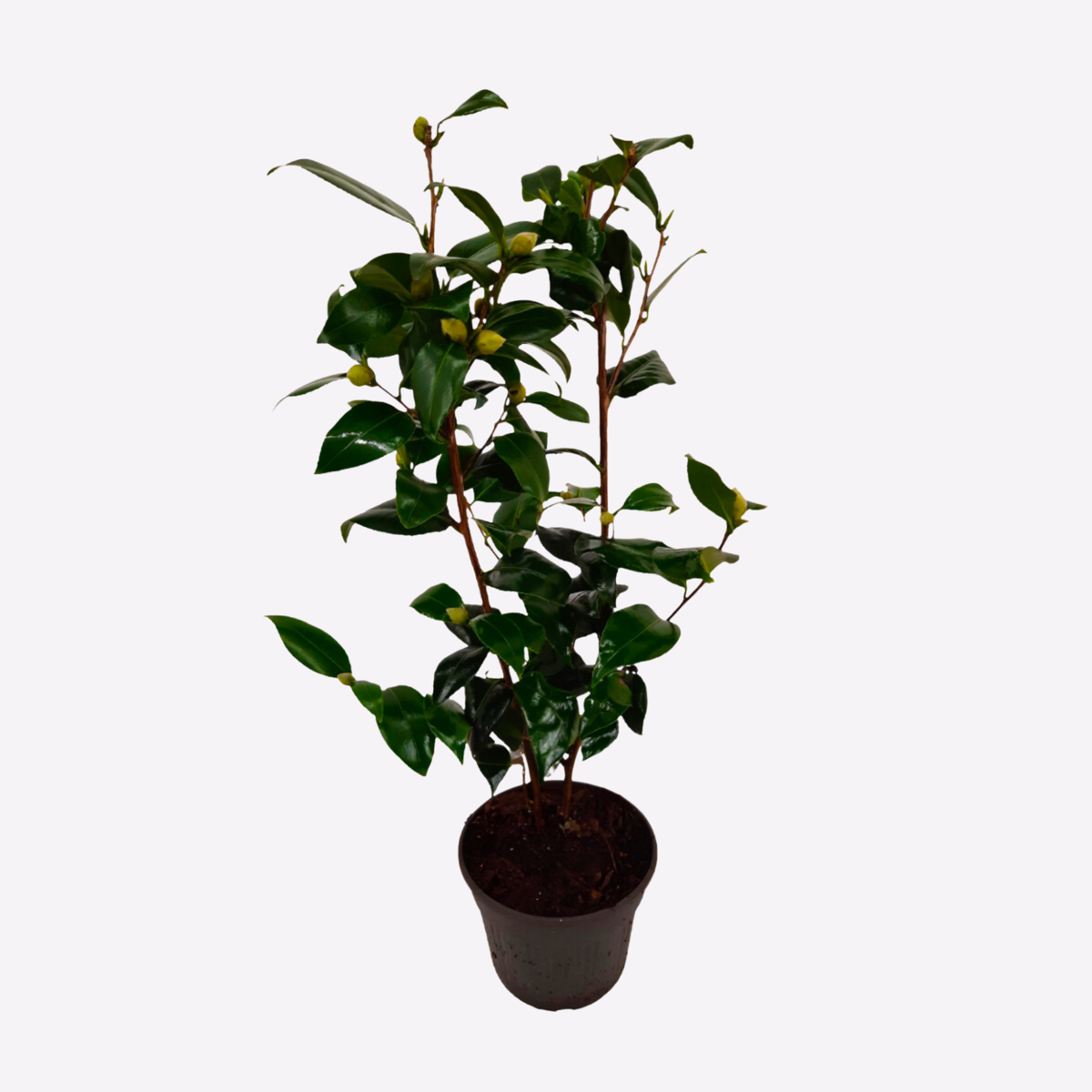 Roses Japanische Rose - Camellia Japonica 'Brush Field' - Höhe 50-60Cm - ⌀15Cm 