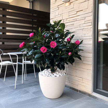 Roses Japanische Rose - 2 Stk - Camellia Japonica 'Dr. King' - Höhe 50-60Cm - ⌀15Cm 