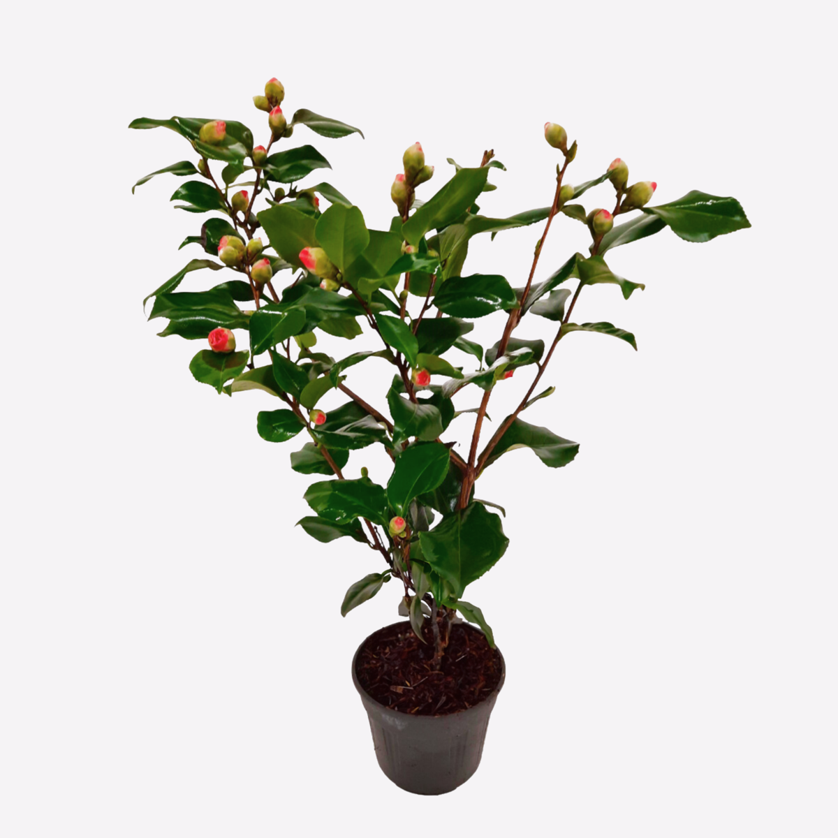 Roses Japanische Rose - Camellia Japonica 'Dr. King' - Höhe 50-60Cm - ⌀15Cm 