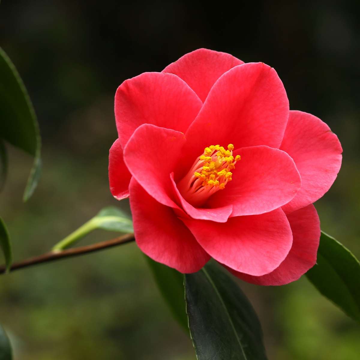 Roses Japanische Rose - Camellia Japonica 'Dr. King' - Höhe 50-60Cm - ⌀15Cm 